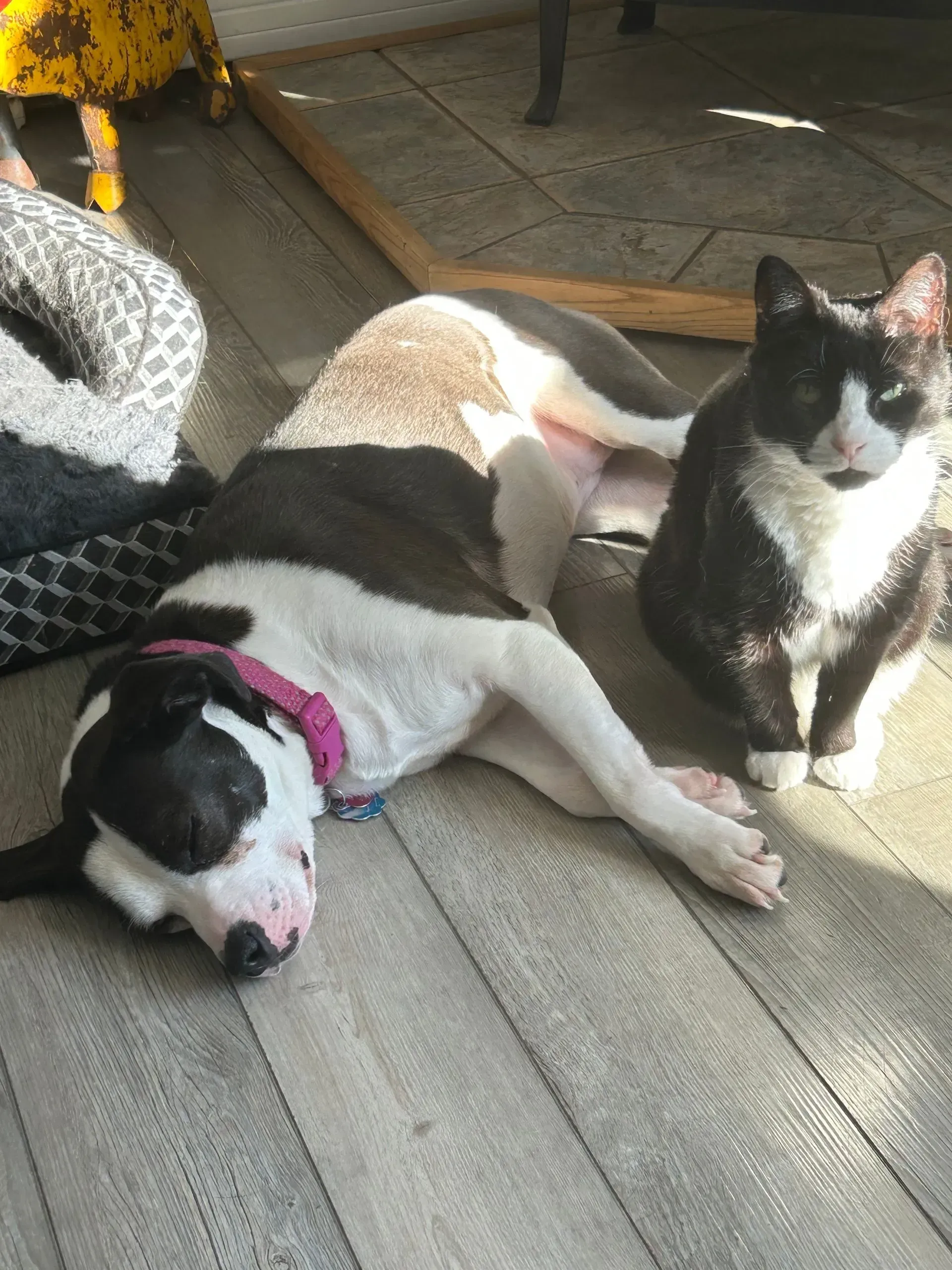Dog and black-and-white cat relaxing on a wooden floor in sunlight. 