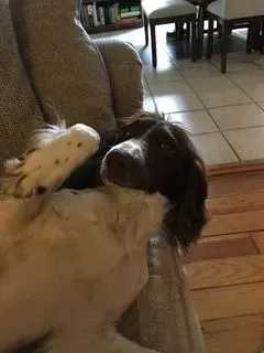 Brown and white dog sprawled on a couch, looking content.