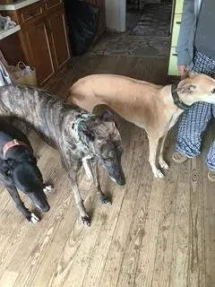 Three greyhounds stand on a wood floor near a person. 