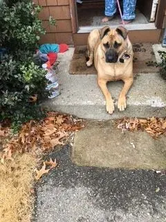 Tan dog with a leash lies on a porch step, looking forward. 
