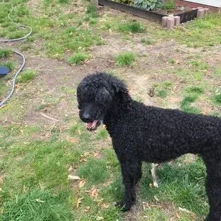Black curly-haired dog standing in a grassy yard, looking to the side with mouth slightly open.