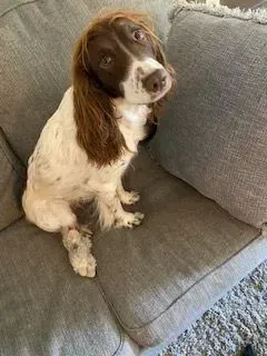 A brown and white dog sitting on a gray couch, looking up with a hopeful expression.