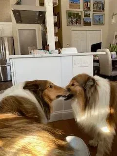 Two Collie dogs touch noses in a kitchen setting; one lying, the other standing.