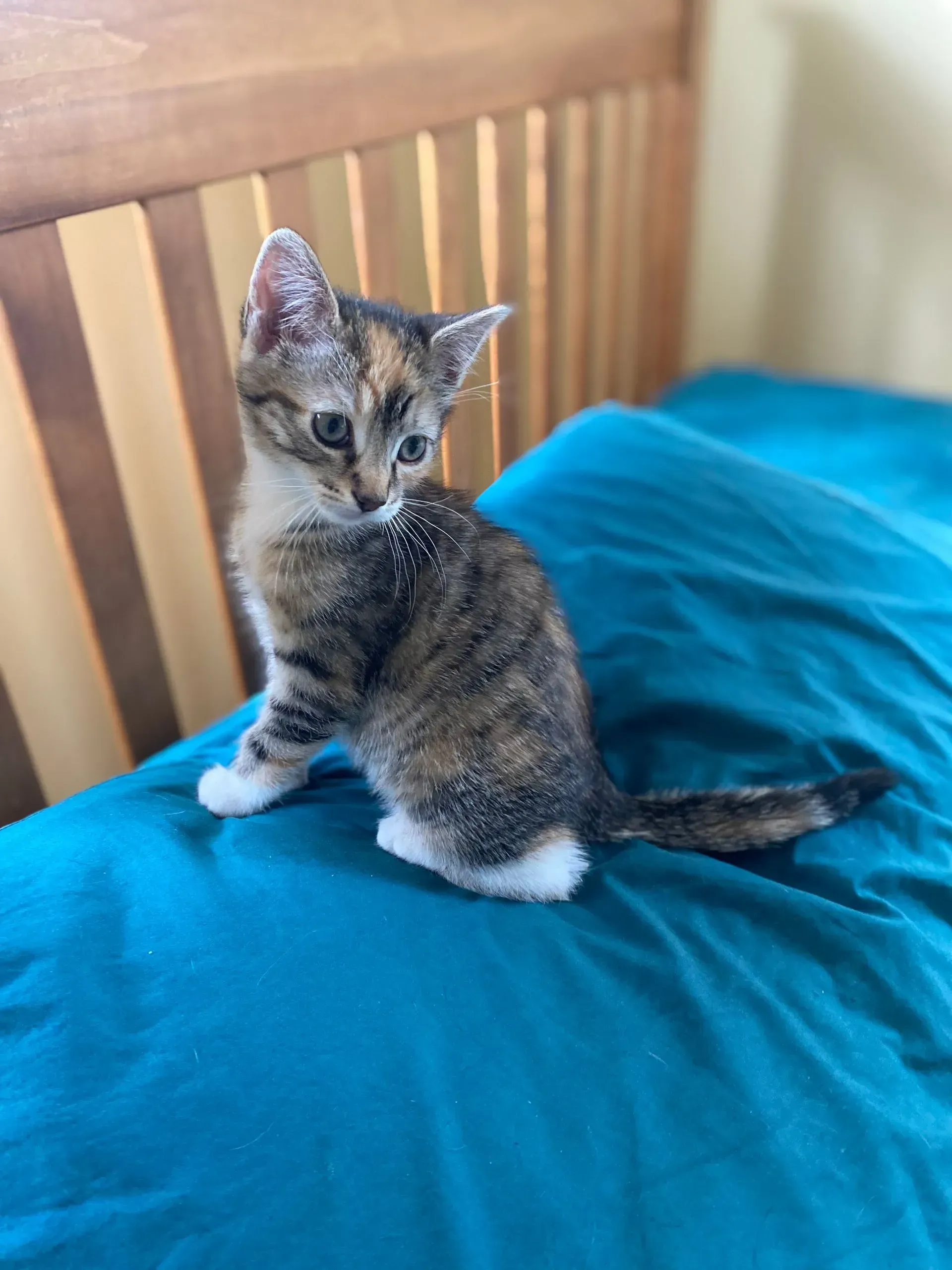 Calico kitten sitting on a teal bed, looking to the left. 