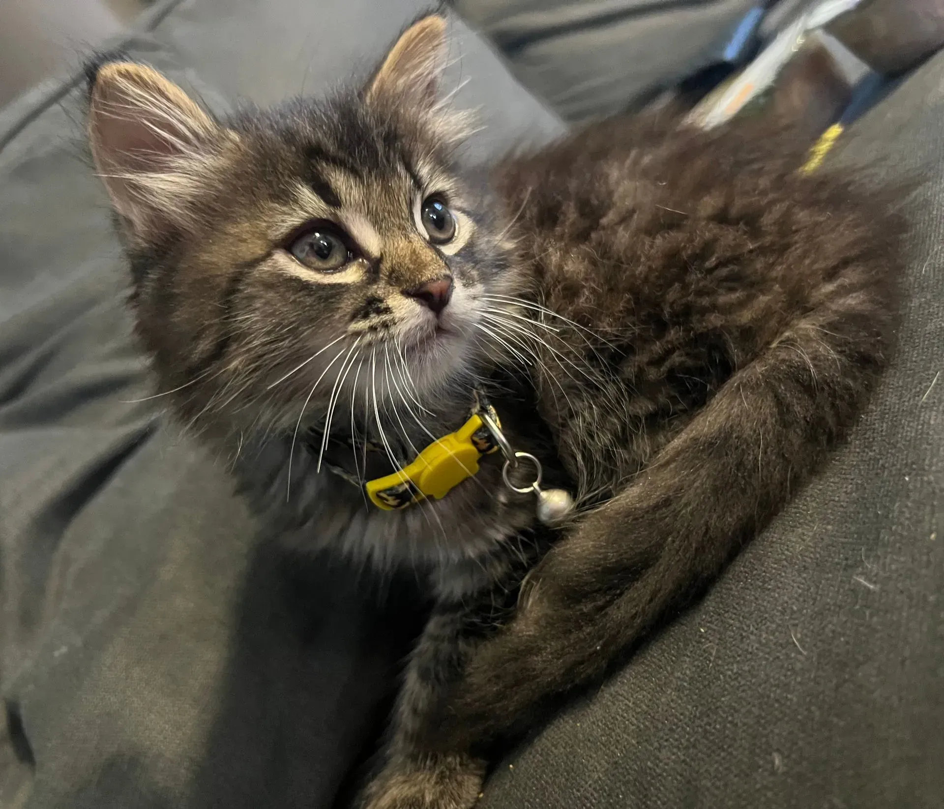 Small tabby kitten wearing a yellow collar, looking upward, lying on a gray surface.