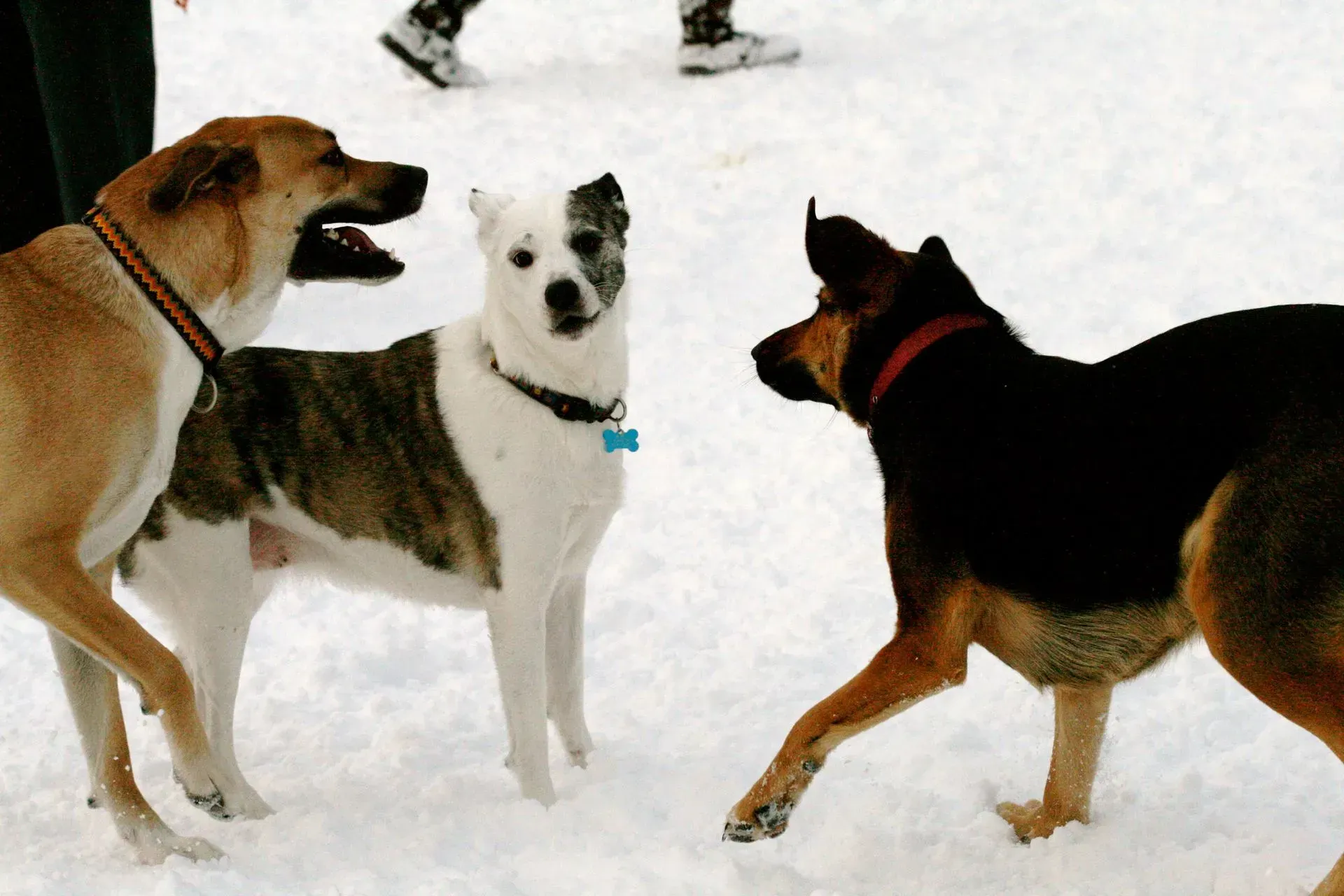 Three dogs playing in the snow; brown, black, and white spotted fur, playful expressions.