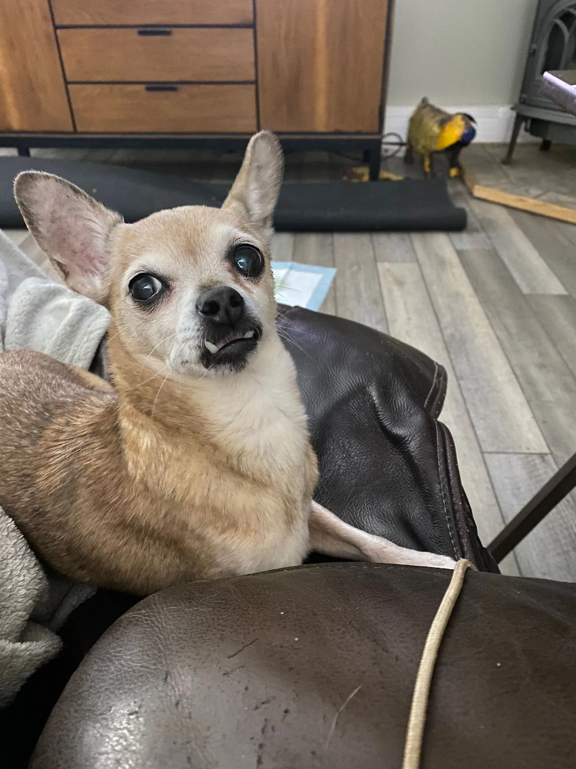 Small tan Chihuahua with one ear up, sitting on a dark brown leather chair, looking forward with mouth slightly open.