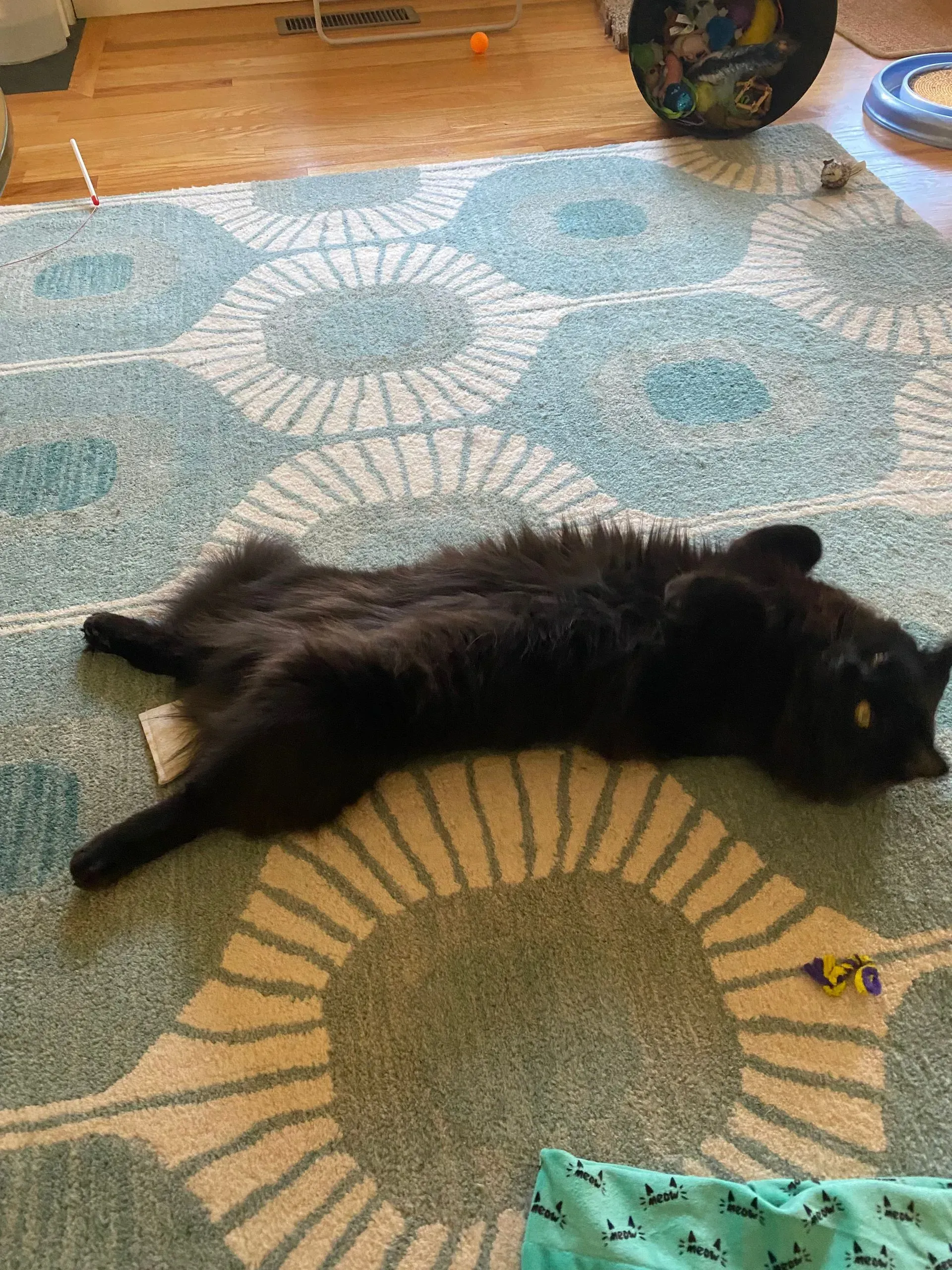 Black cat lying on back on a patterned blue and white rug, arms and legs outstretched.