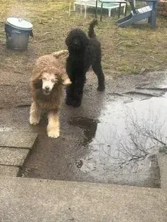 Two poodles: one tan, one black, standing on a wet surface with a puddle. 