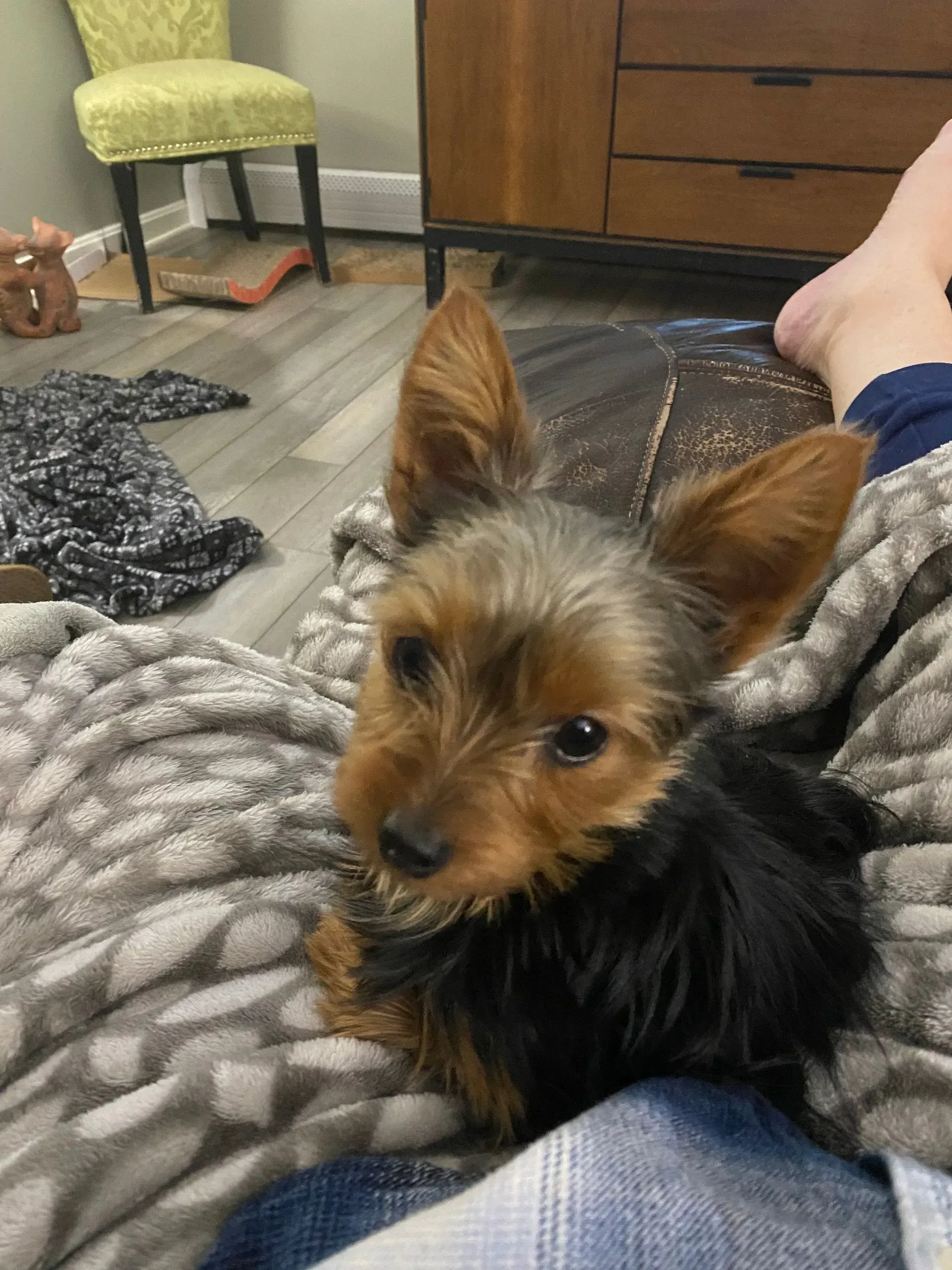 Yorkshire Terrier dog resting on a lap, brown and black fur, indoors.