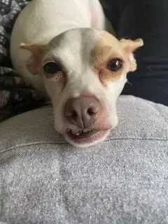 White and tan dog with a goofy grin, resting on a gray pillow.