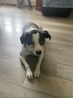 Dog with black and white markings, lying on a wooden floor, looking towards the camera.