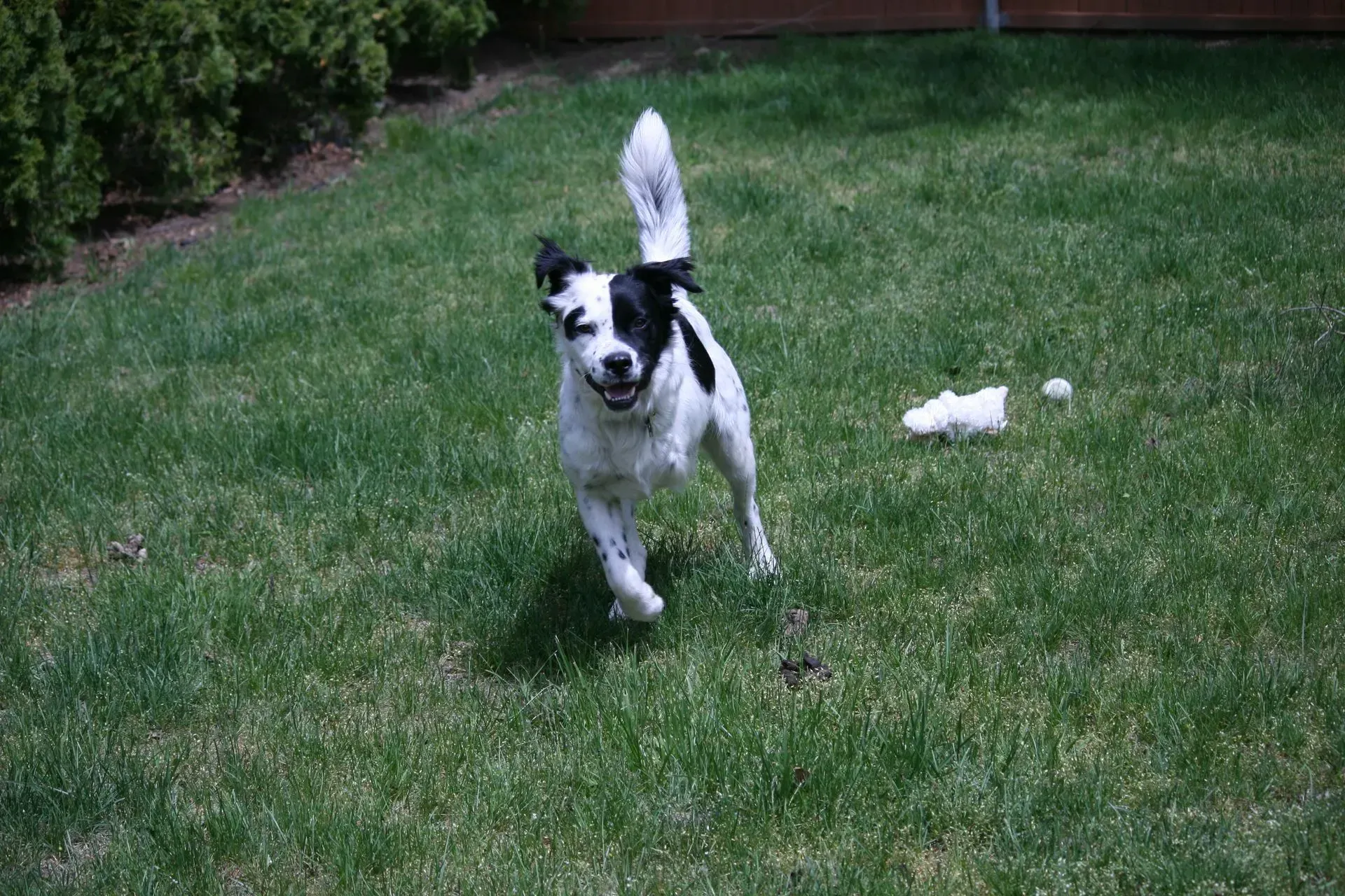 Black and white dog running on green grass, tail up, toward the camera.