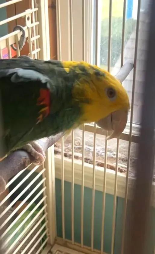 A parrot with a yellow head and green body perched in a cage, looking to the right.