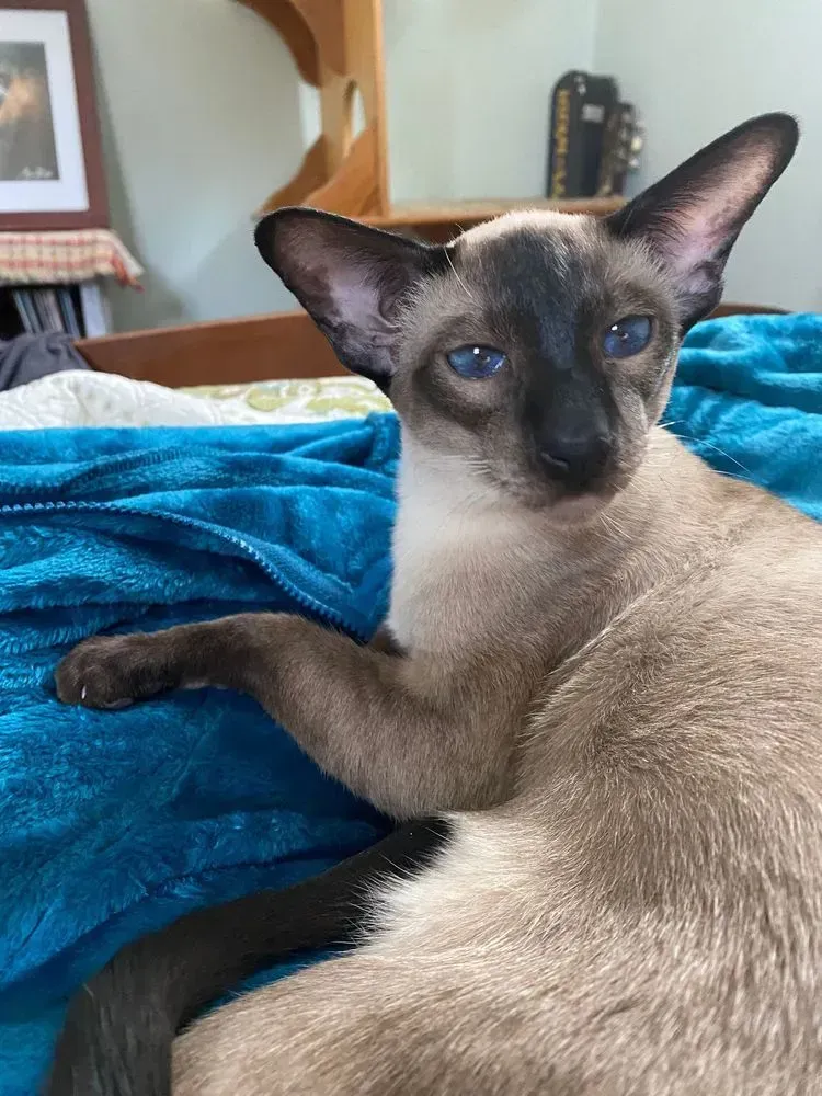 Siamese cat with blue eyes rests on a blue blanket.