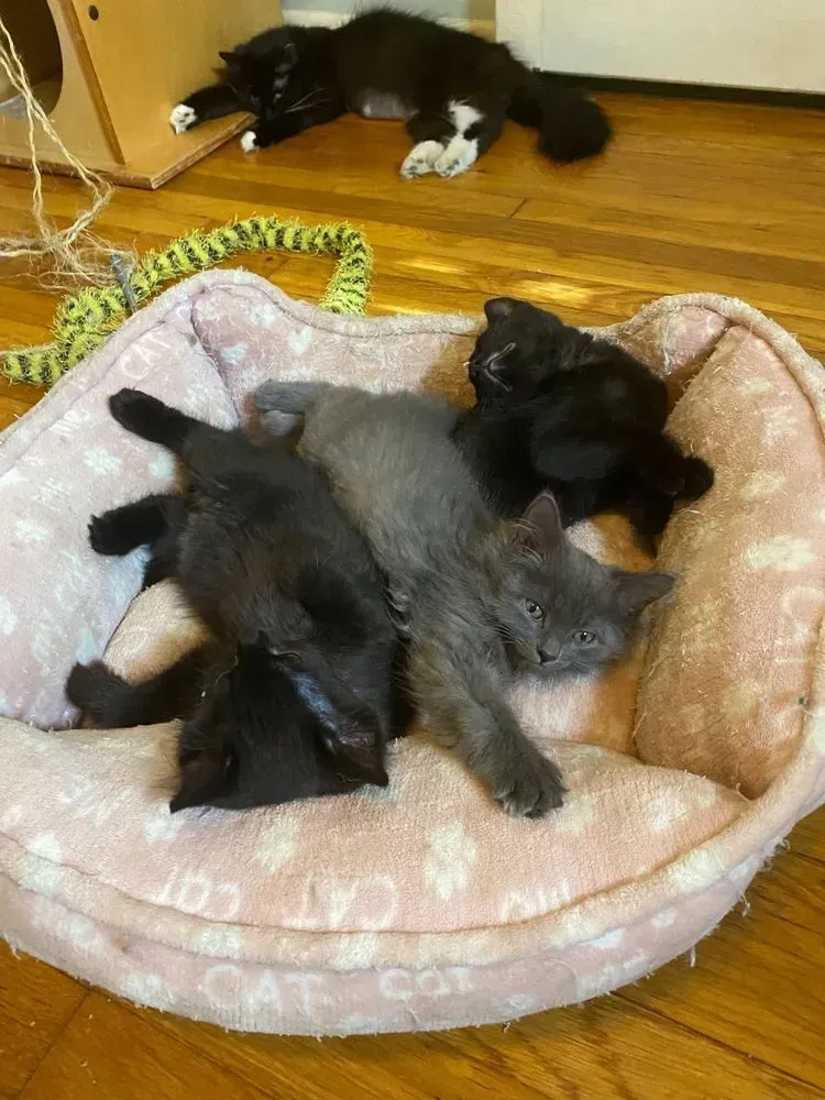 Five kittens in a pink bed and one cat on the floor. 