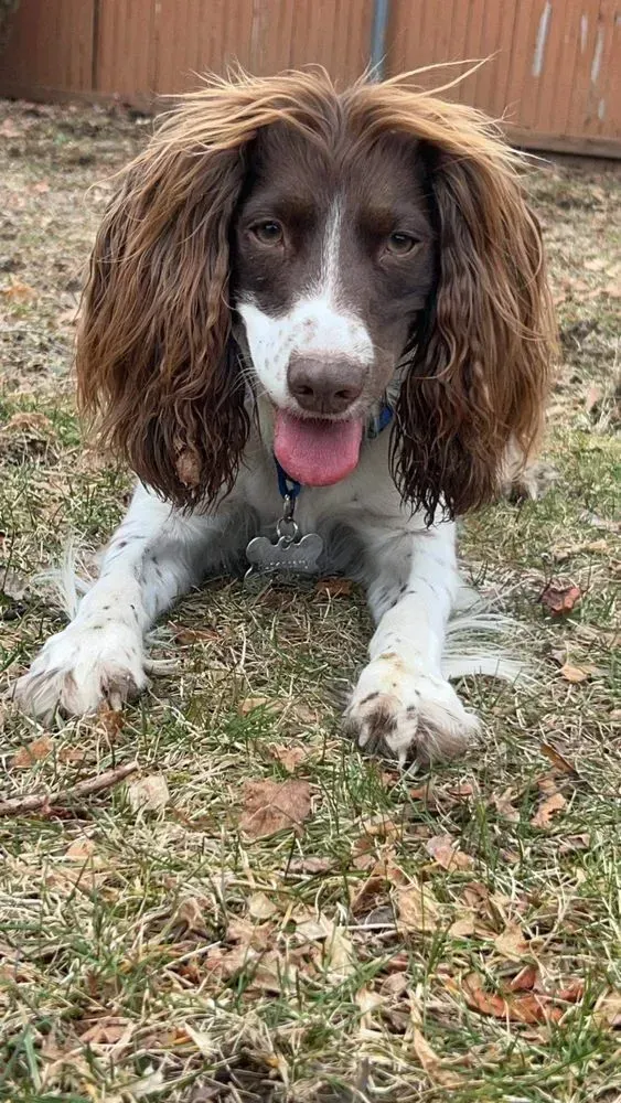Brown and white English Springer Spaniel dog lying on grass, with wet, brown fur and tongue out.