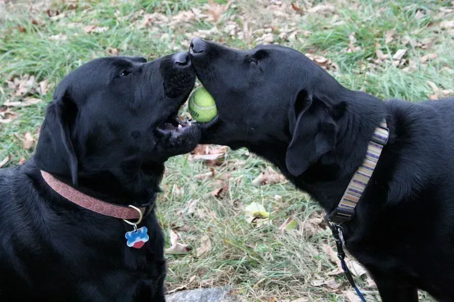 Two black Labradors share a green tennis ball, outdoors, mouth to mouth.
