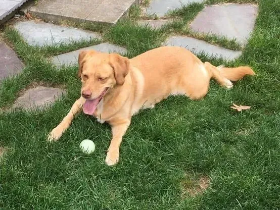 Tan dog lounging in green grass with a ball.