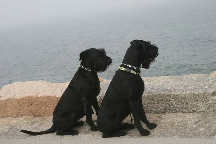 Two black dogs sit side-by-side on a stone ledge, gazing at a misty ocean.