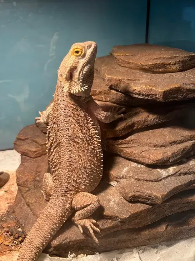 Bearded dragon perched on brown rock, looking up. 