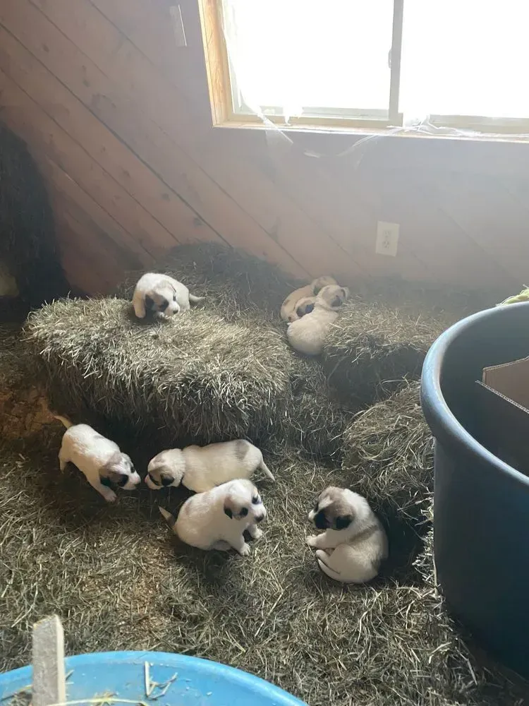 Seven small white and brown puppies resting in a hay-filled barn.