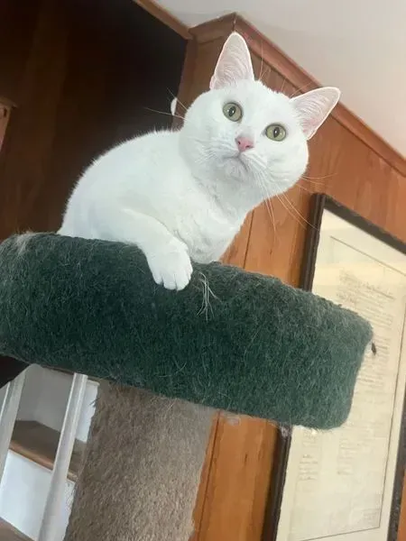 White cat with green eyes sits atop a green cat tree, looking up inquisitively.