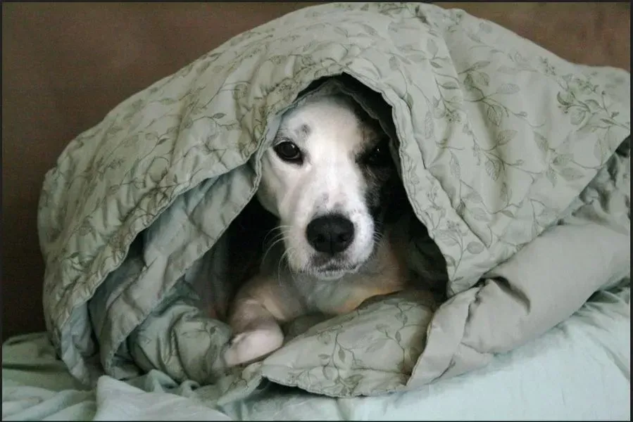 Dog tucked under a green floral blanket, looking directly at the camera.