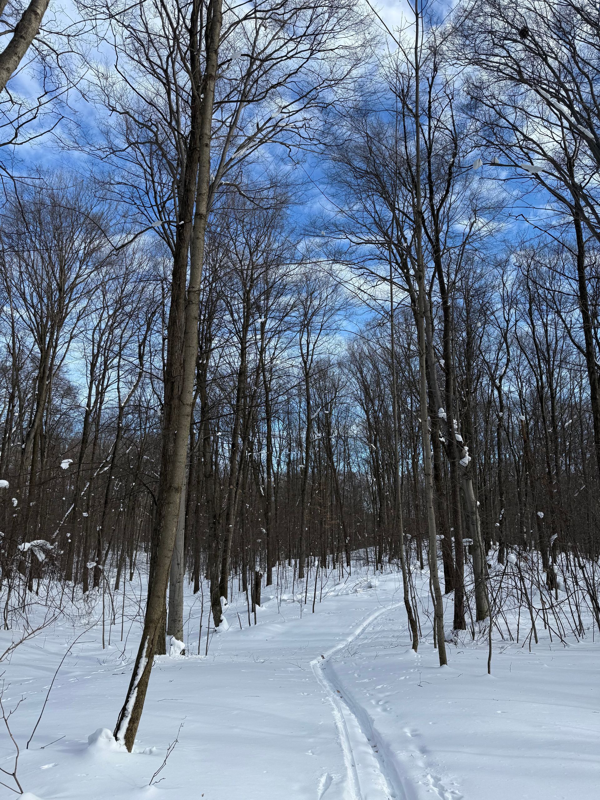 Ridges ski trail before Thames run.