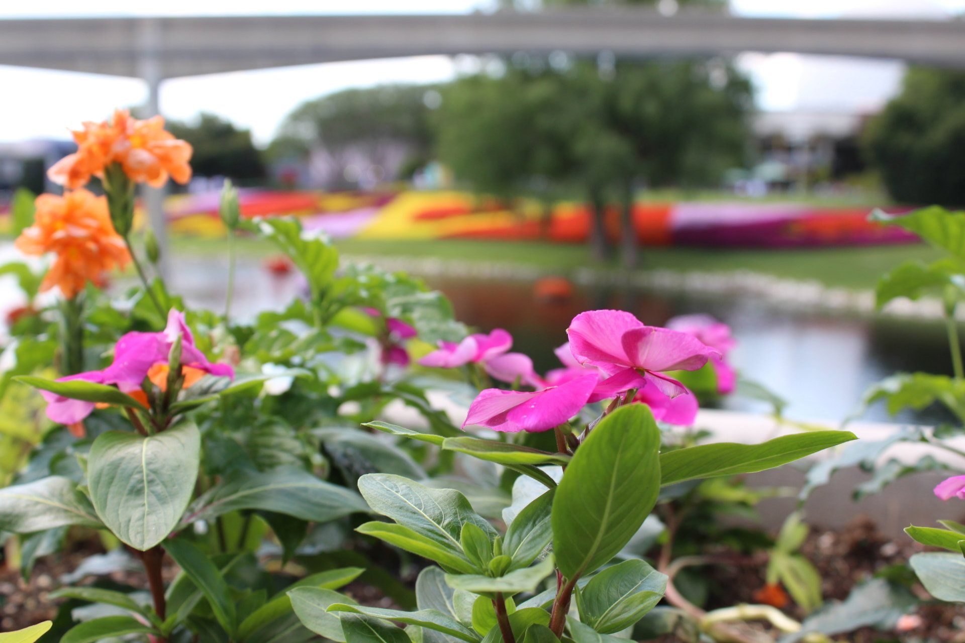 The 2019 Epcot International Flower & Garden Festival