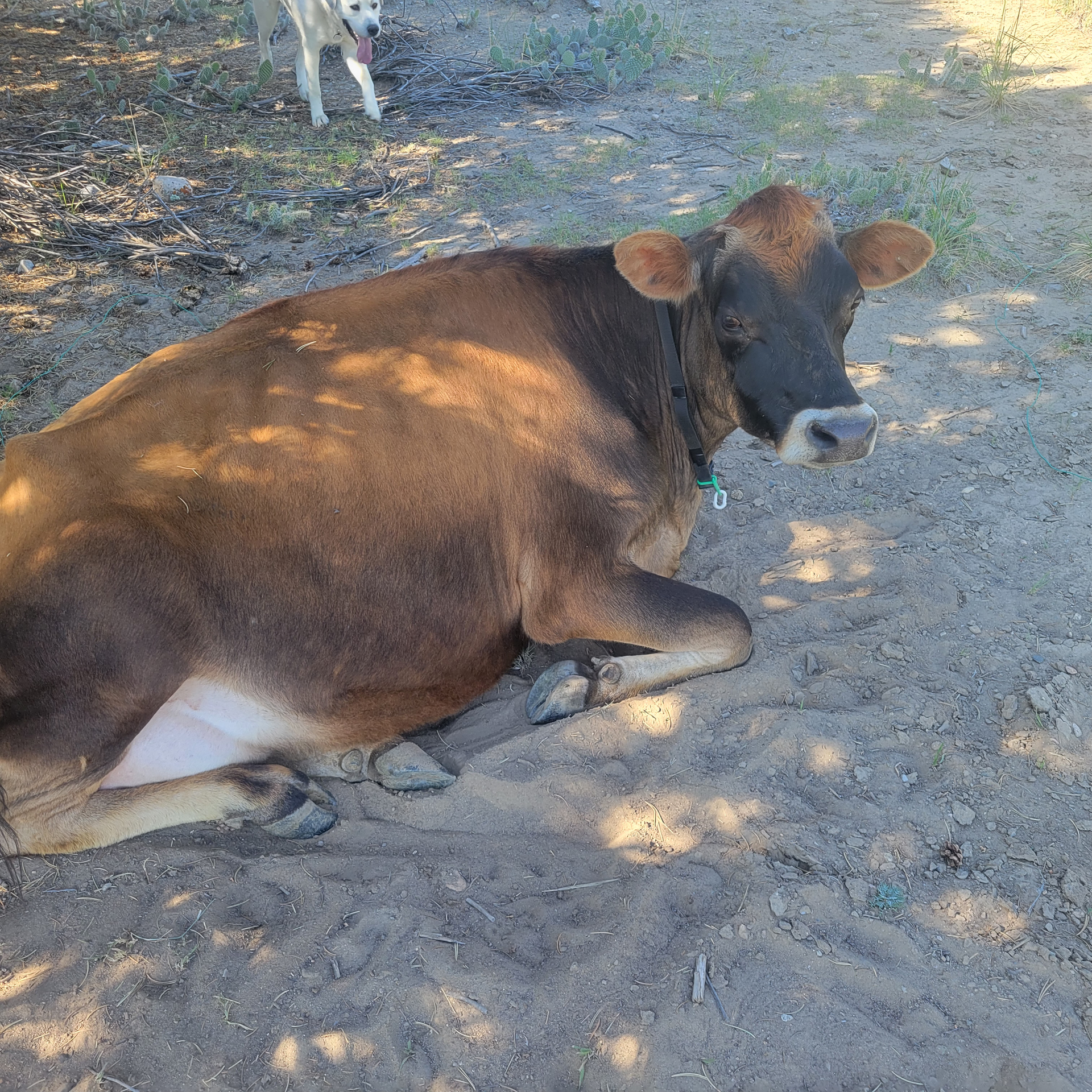 cow