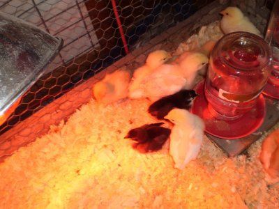 baby chicks