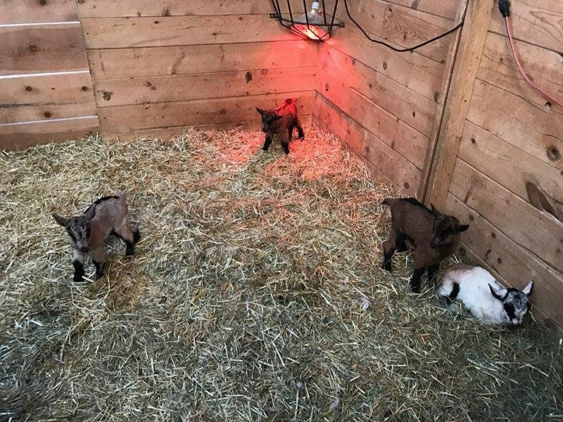 baby goats