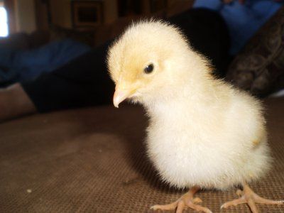 chicks