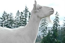white goat