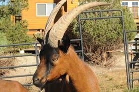 a goat with large horns