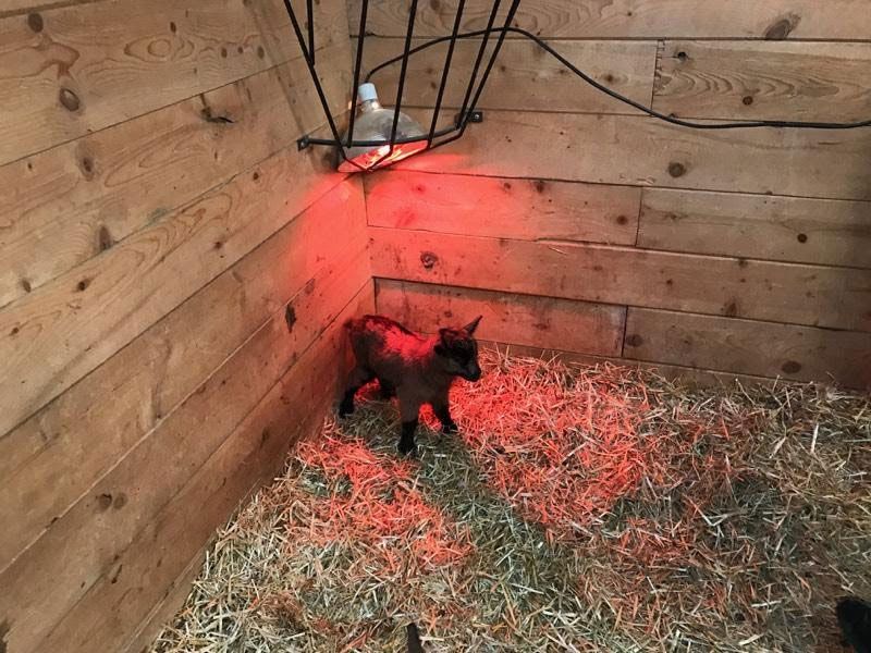 baby goat