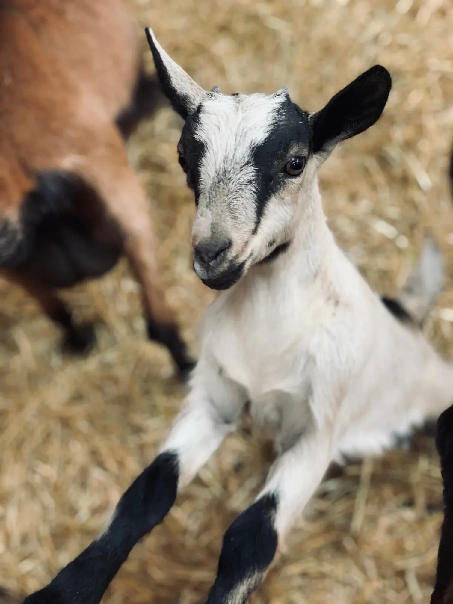 goats