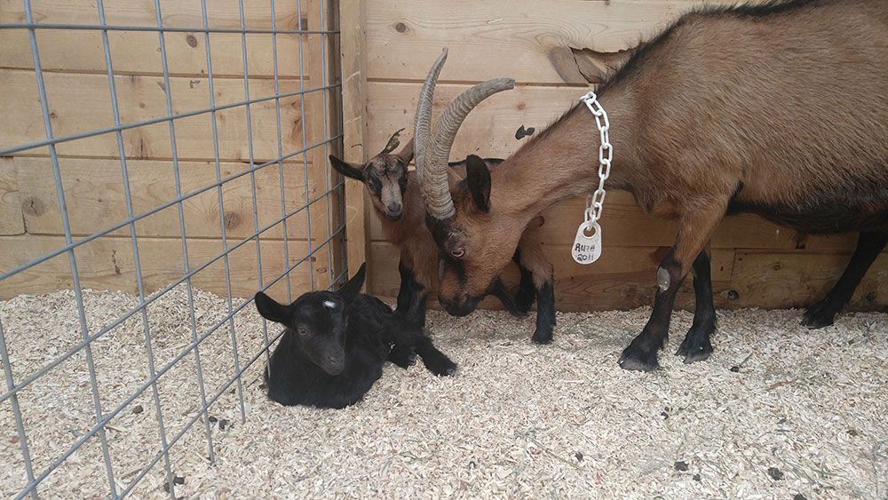 goats