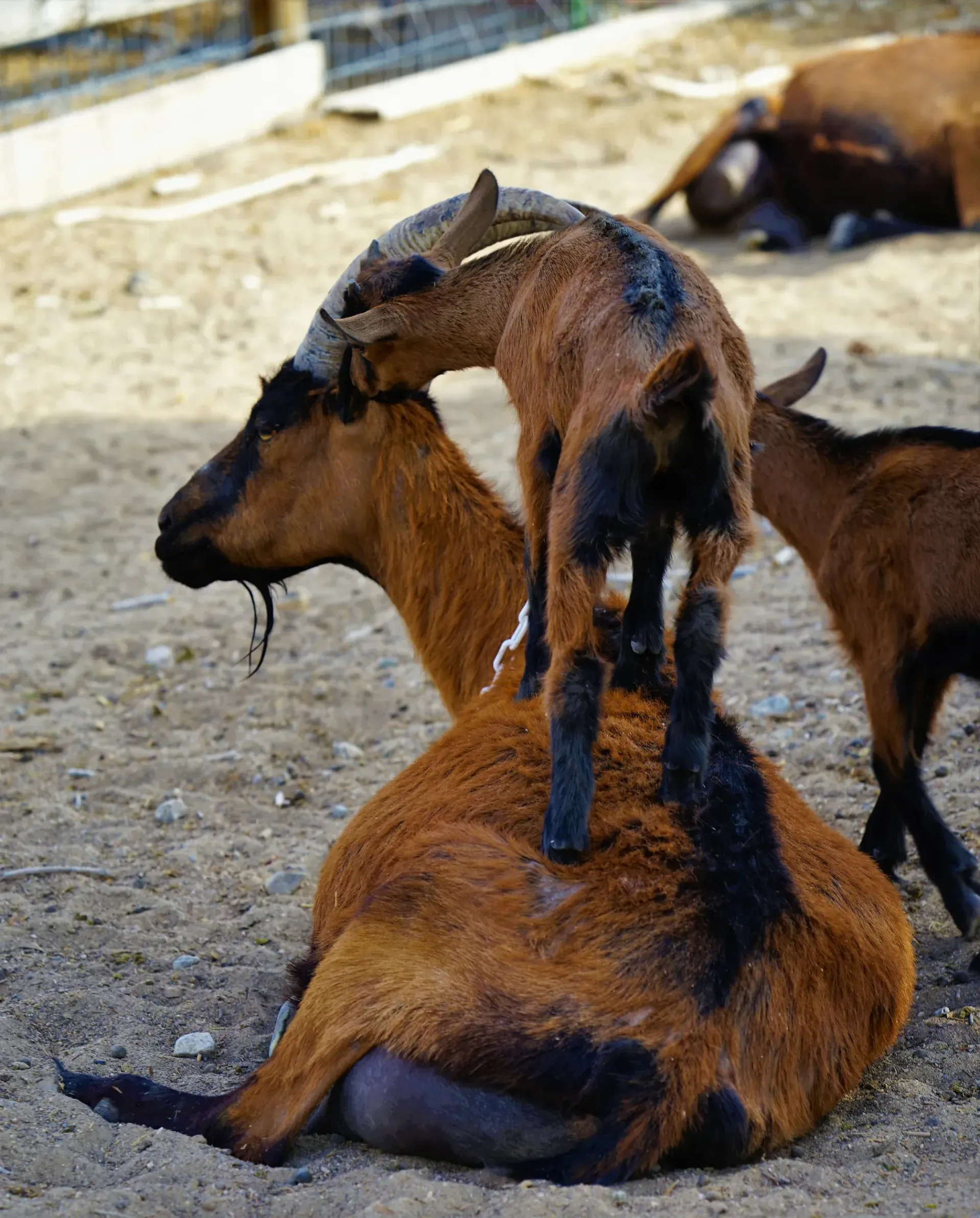 Goats