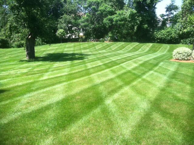 A Large Lawn With Tree In Middle — Shrewsbury, MA — Warren Landscaping