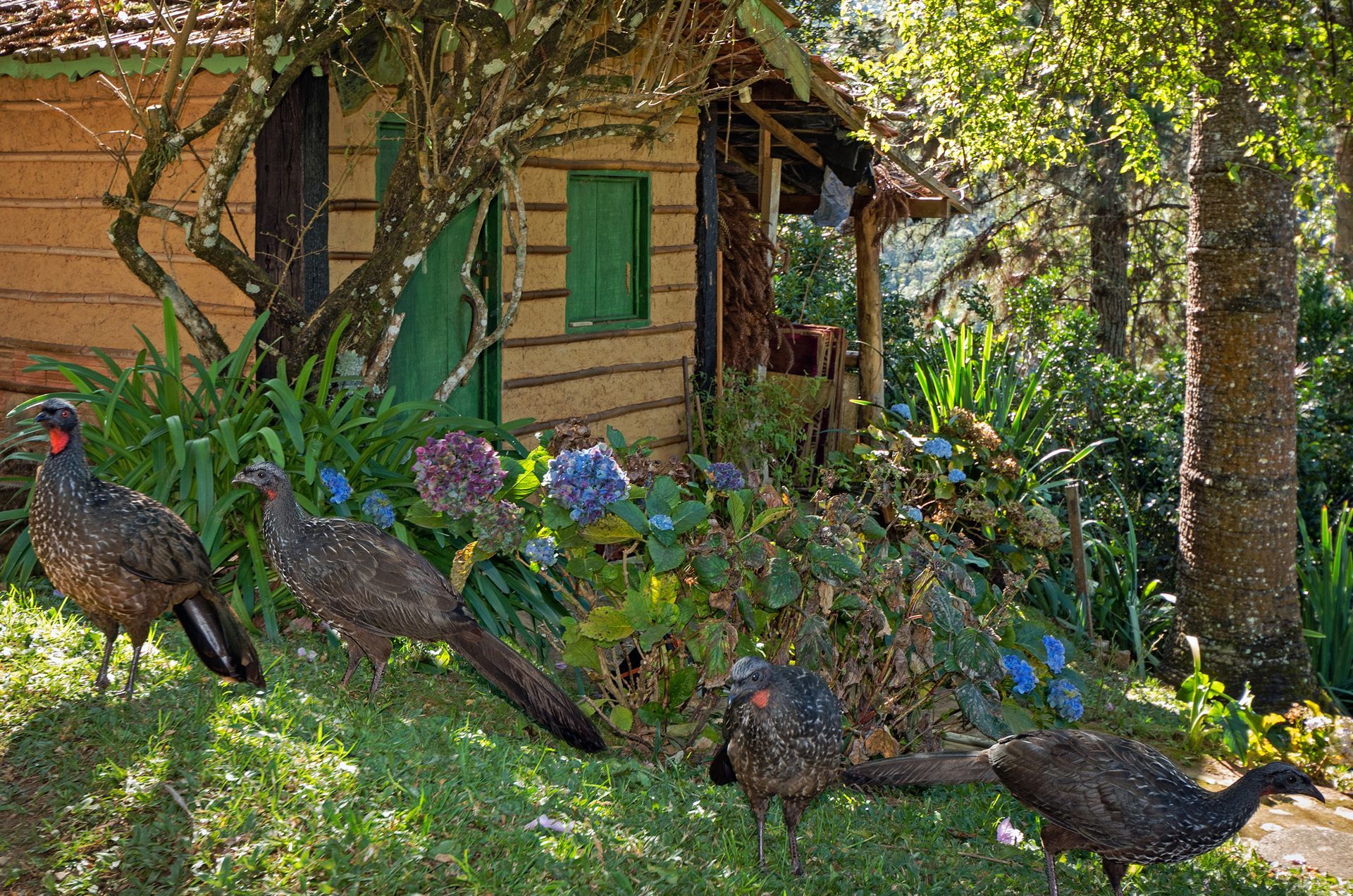 Um grupo de pássaros está parado em frente a uma casa de madeira.