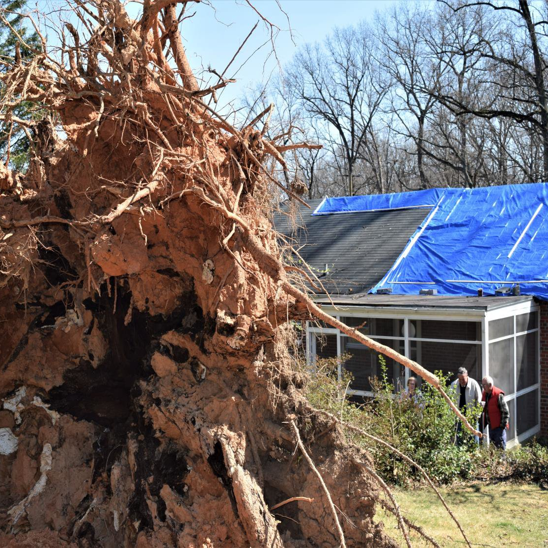 capezio_100_foot_tree