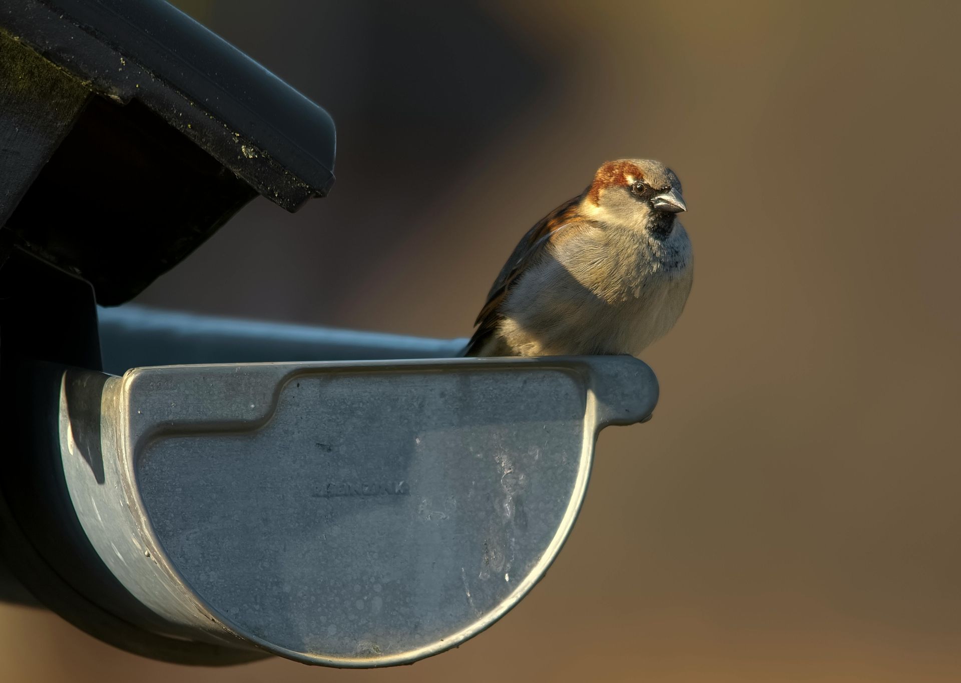 A small, brown and gray sparrow perched on the edge of a dark, metallic gutter against a blurred background.