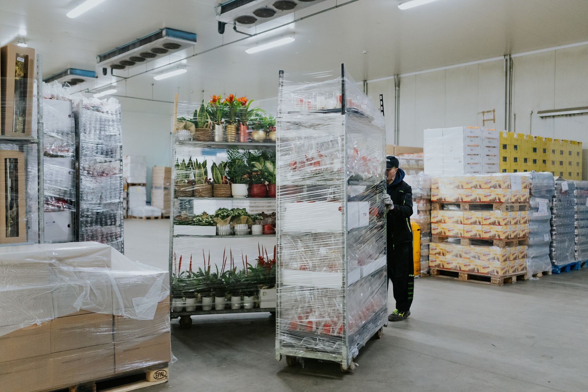 trasporto fiori e piante