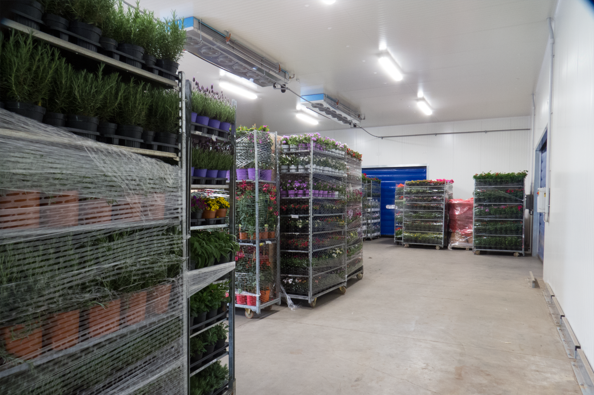 certificazioni bresciafiori