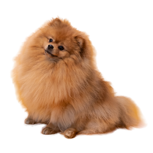 Groomed Pomeranian