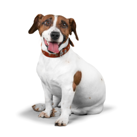 Hand Stipped Jack Russell Terrier