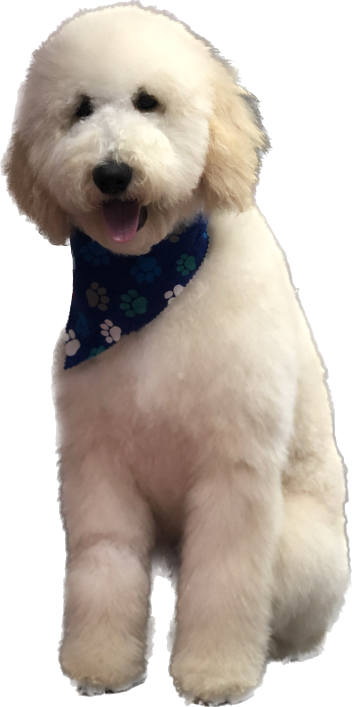 Groomed Golden Doodle