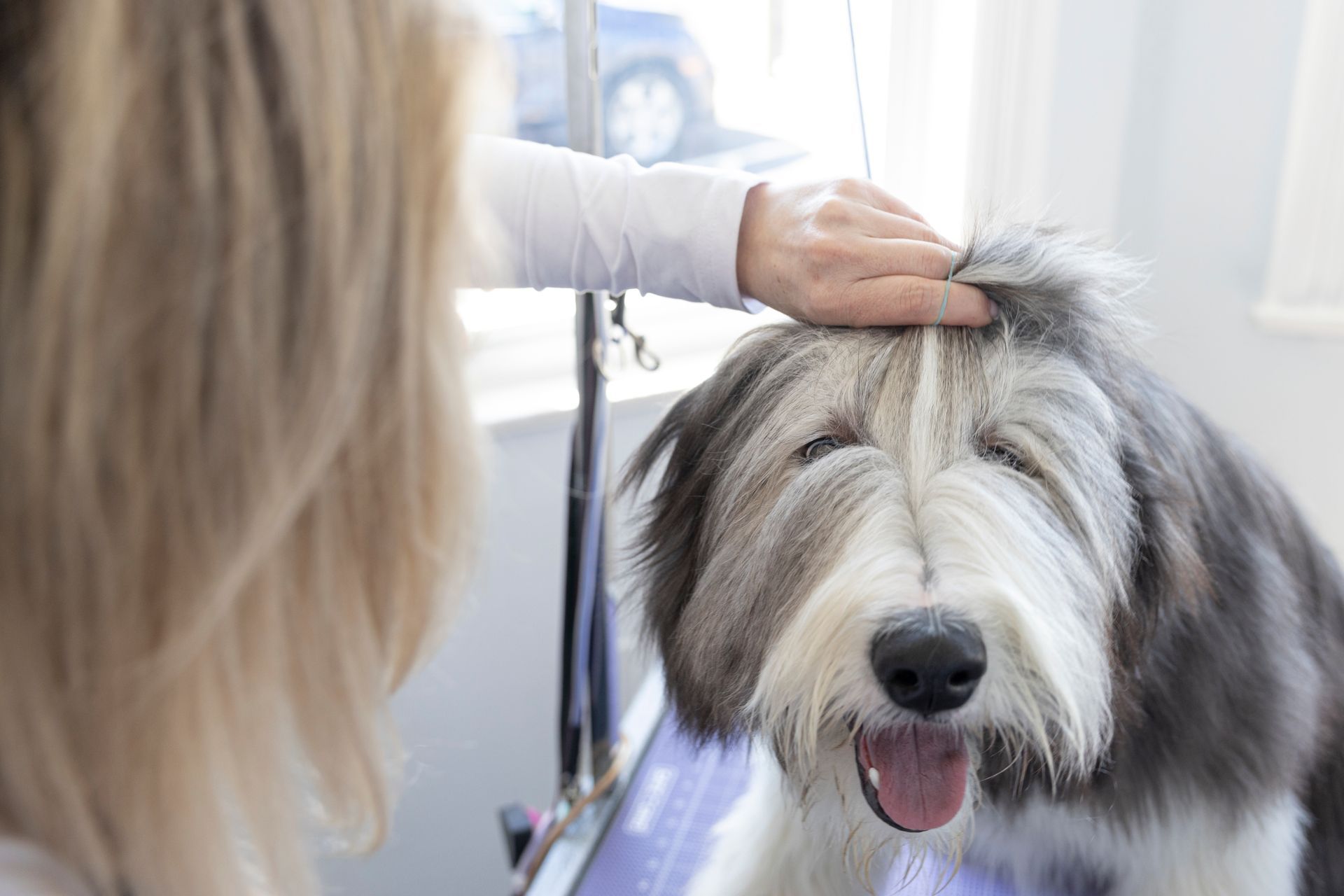 Affordable Canine Grooming| Poodle Grooming| Golden Doodle Grooming| Sheep Doodle Grooming | Bernadoodle Grooming|